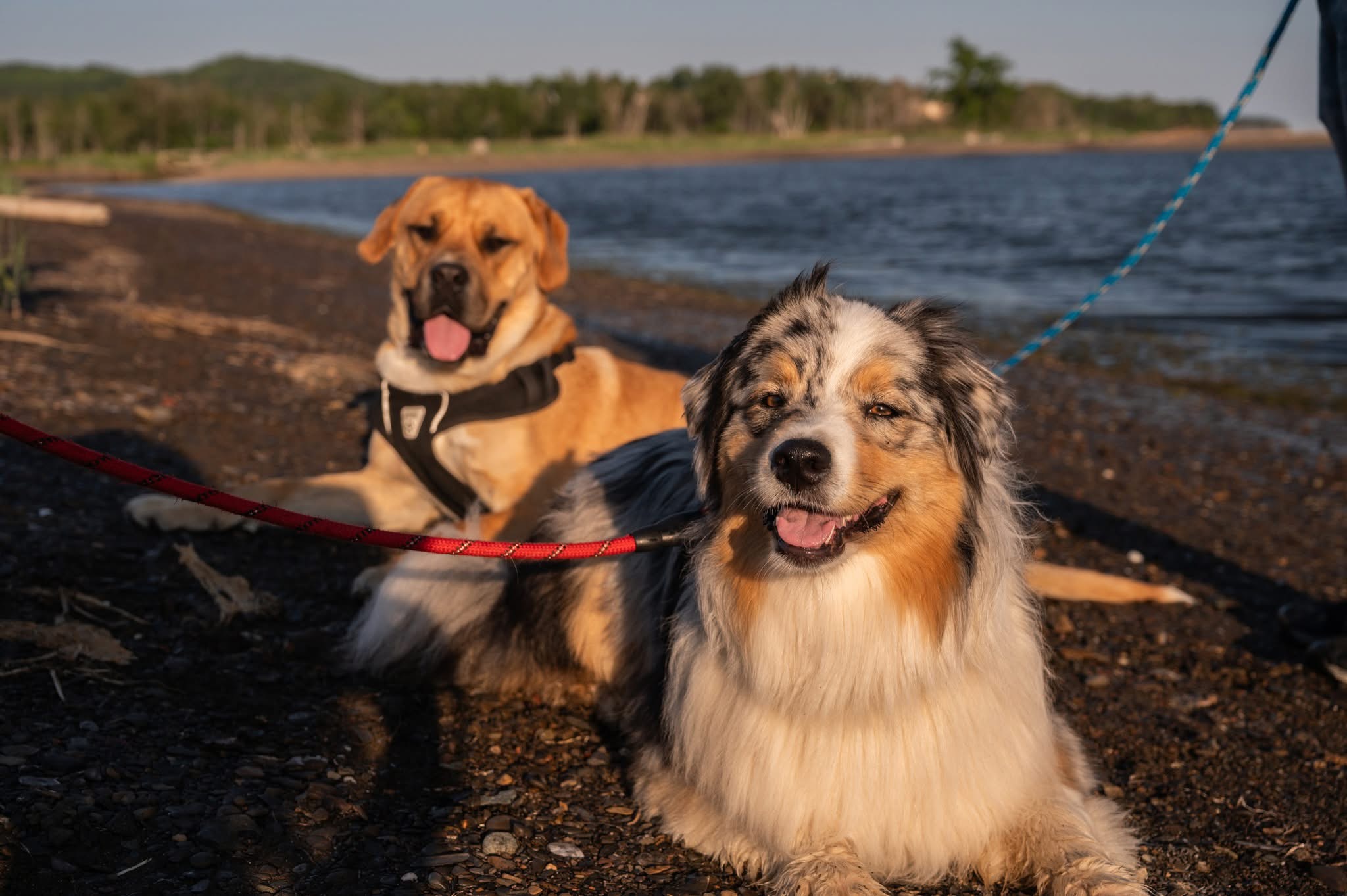 Une escapade en nature avec votre fidèle compagnon